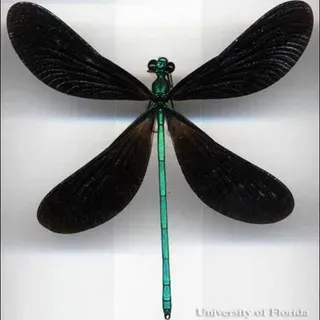 thumbnail for publication: Dragonflies and Damselflies (Insecta: Odonata)